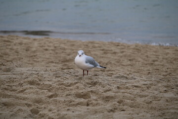 A lone seagull by the sea