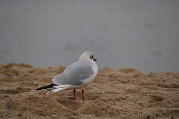 A lone seagull by the sea