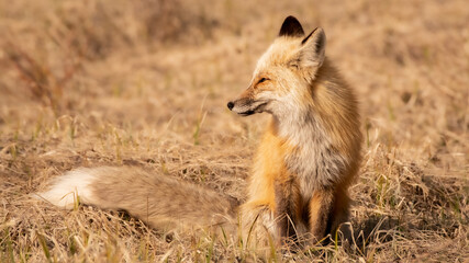 Portrait of a Red Fox in the Wild