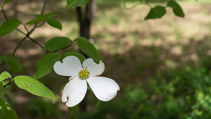 日本の春に咲くハナミズキの花