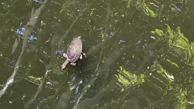 Florida softshell turtles (Apalone ferox) swimming in a pond.  Turtle with a flattened, pancake-like body, a long neck, an elongated head with a long snorkel-like nose, and large webbed feet. 