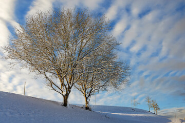 Winter trees on snowy hills on a cloudy bright frosty sunny day
