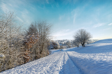 Winter trees on snowy hills on a cloudy bright frosty sunny day