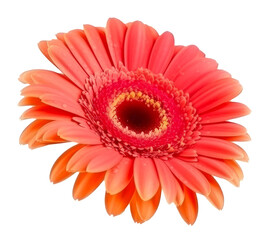 Gerbera flower isolated. Illustration AI Generative.