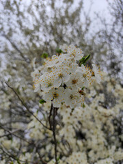 blossom in spring 