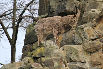 Fototapeta na wymiar A goat in the mountains