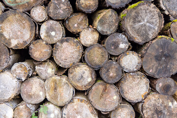 Close-up cuts of logs in the forest