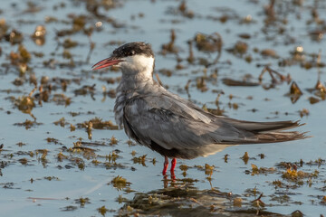 Whiskered tern standing in the water with open beak