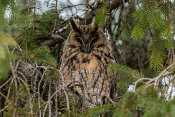 Long-eared owl sleeping on a branch during the winter day