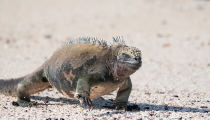 Marine iguana in the Galapagos