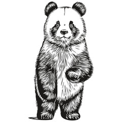 Cute hand drawn Panda, vector illustration black and white Pandas © Сергей Тарасюк