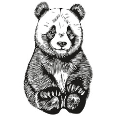 Hand drawn Panda on a white background, Pandas