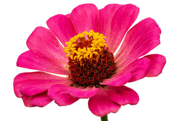 Pink flower of zinnia, isolated on white background - 592782711