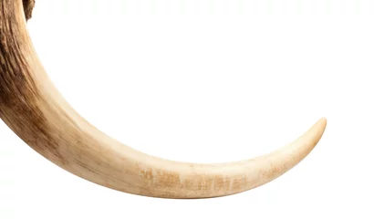 Foto op Aluminium Prehistoric mammoth tusk isolated on white background. Elephant horn generated AI image © SD Danver