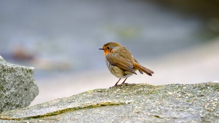 Robin Perched on a Rock