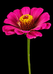 Pink flower of zinnia, isolated on black background