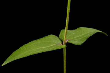 Green leafs of the flower of zinnia, isolated on black background