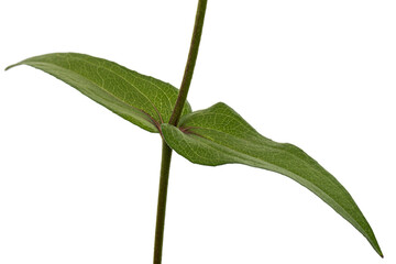 Green leafs of the flower of zinnia, isolated on white background