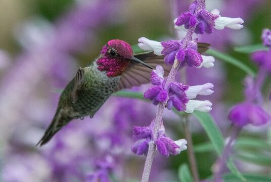 Dorthy: An Anne's Hummingbird turns ruby while eating from purple flowers in Lompoc, California 