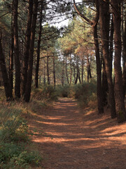 Camino en el bosque