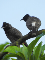 red vented bulbul birds
