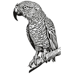 parrot  vintage illustration, black and white vector art parrots