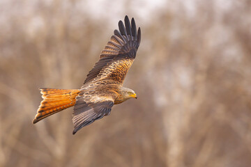 Kania ruda (Milvus milvus) © Grzegorz