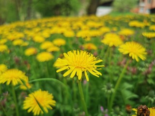 Yellow flowers of dandelions in green meadow backgrounds. Spring and summer background.