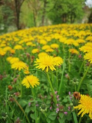 Obraz premium Yellow flowers of dandelions in green meadow backgrounds. Spring and summer background.