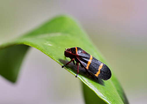Two-Lined Spittlebug (Prosapia bicincta) on a leaf. This tiny insect is considered an agricultural pest in some areas, and common in the Eastern USA.