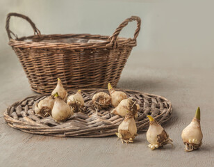 Bulbs of grape hyacinth or Muscari against the background of a basket on a gray table. Selective focus, shallow depth of field