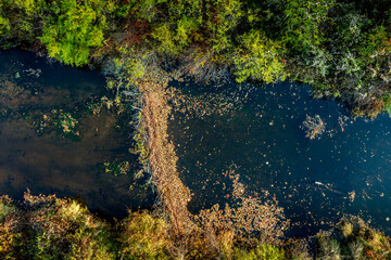 Aerial view of a beaver dam collecting fallen autumn leaves in a Massachusetts river