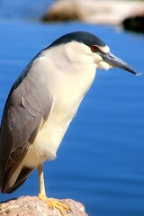 Beautiful Heron at the Lake 