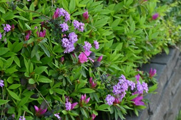 Trailing lantana ( Lantana montevidensis ) flowers. Verbenaceae evergreen creeping vine plants native to South America. Blooms for a long period from May to October.