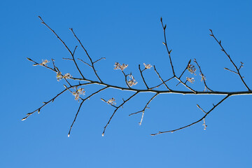 Blüten der Flatterulme (Ulmus laevis)