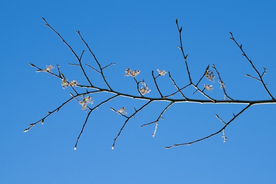 Blüten der Flatterulme (Ulmus laevis)