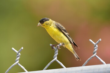 Male Lesser Goldfinch on a fence
