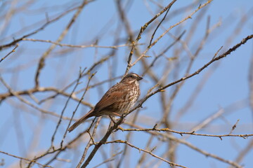 Song Sparrow in a tree