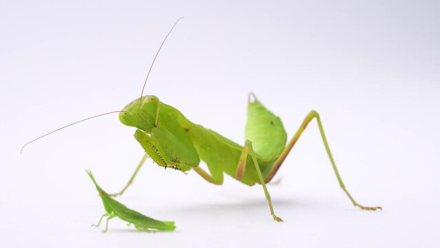 ハラビロカマキリがバッタを捕まえる4Kスローモーション動画