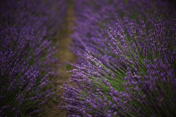 Fototapeta na wymiar beautiful single sprigs and flowers of lavender on the background of a lavender field in lavender bushes