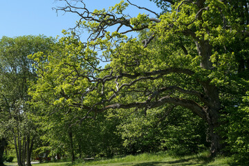 trees in the park