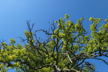 Fototapeta premium leaves against blue sky