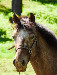 Obraz premium portrait of a horse