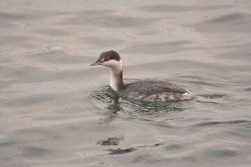 Horned Grebe in non-breeding plumage