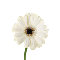 Obraz na płótnie Canvas Beautiful gerbera flower on white background, closeup