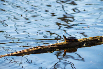 turtles in the water