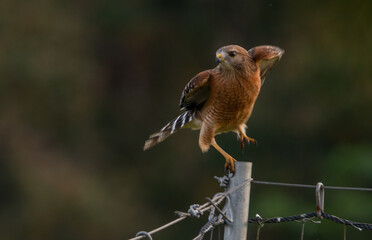 Stomping Grounds: A Red-shouldered Hawk prepares to fly off the fence where its been perched in  Brackridge State Park, Jacksonville, Florida