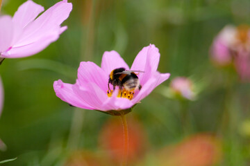 Bumble bee collecting pollen from a pink cosmos flower.