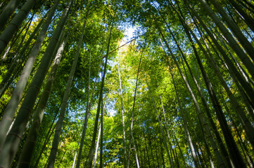 Fototapeta na wymiar Japanese bamboo forest