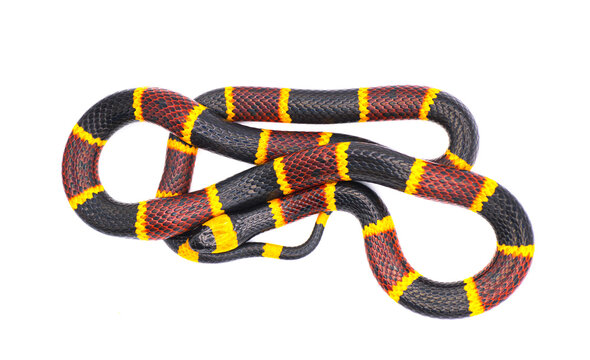 Venomous Eastern coral snake - Micrurus fulvius - close up macro of head, eyes and pattern.  Top dorsal view of whole snake with great scale detail isolated on white background